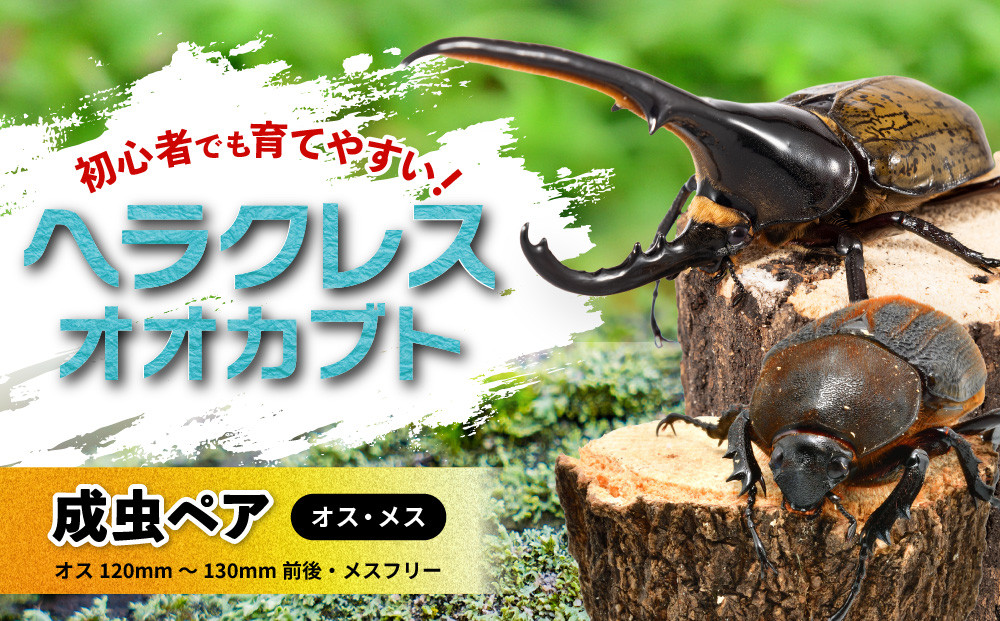【先行予約】ヘラクレスオオカブト&nbsp;ペア（オス120mm～130mm前後・メスフリー）※配送不可地域あり【&nbsp;カブトムシ&nbsp;かぶとむし&nbsp;昆虫&nbsp;成虫&nbsp;生体&nbsp;飼育カブトムシ&nbsp;かぶとむし観察&nbsp;和歌山県&nbsp;白浜町&nbsp;CW002&nbsp;】