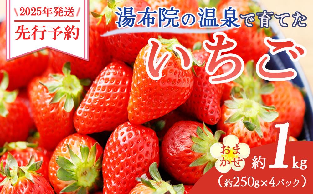 【2025年発送】湯布院の温泉で育てたいちご おまかせ約1kg（約250g×4パック） ｜ いちご 果物 フルーツ 旬フルーツ 苺 いちご イチゴ 人気 さがほのか ベリーツ 由布市 いちご ED01