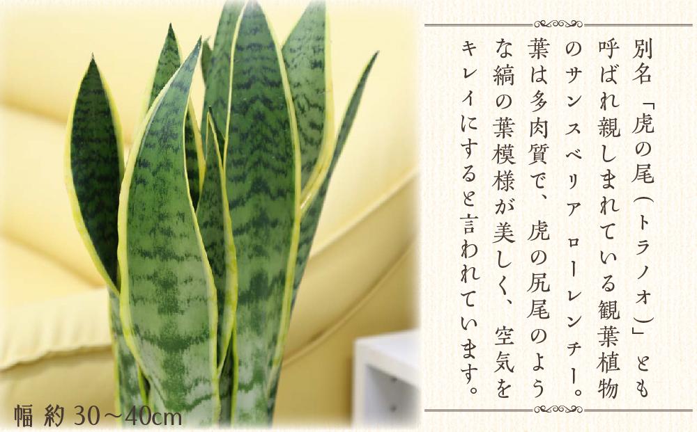 【観葉植物】サンスベリア 7号 ホワイトスクエア陶器鉢SW 高さ：約70cm～1m ｜観葉植物 インテリア 部屋 おしゃれ 福岡県筑前町 送料無料