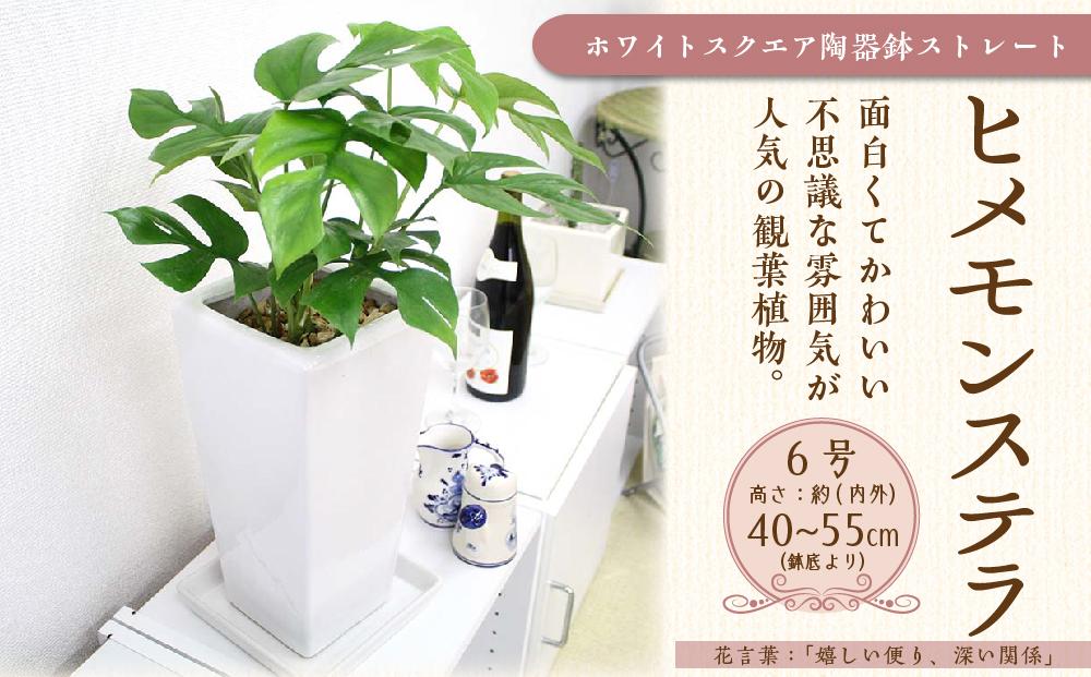 【観葉植物】ヒメモンステラ 6号 ホワイトスクエア陶器鉢 ストレート【観葉植物 植物 鉢付 インテリア 部屋 室内 オフィス 癒し エコ グリーン マイナスイオン リラックス オシャレ おしゃれ ギフト プレゼント 贈り物 人気 おすすめ  福岡県筑前町 送料無料 AG004】