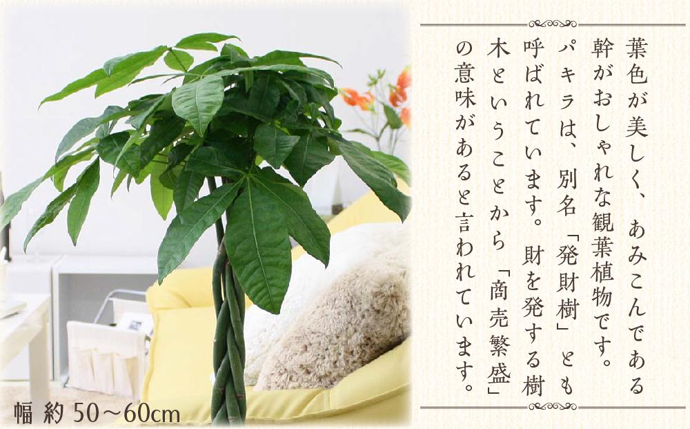 パキラ 7号 ブラウンバスケット鉢カバー 高さ：約80cm～1m内外(鉢底より) 【観葉植物 植物 パキラ バスケット 鉢付 インテリア 部屋 室内  オフィス 癒し エコ グリーン マイナスイオン リラックス オシャレ おしゃれ ギフト プレゼント 贈り物 人気 おすすめ 福岡県筑前町 ...