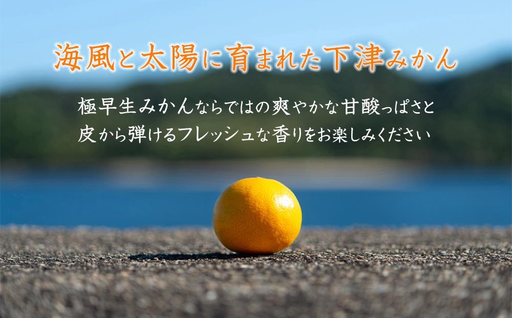 極早生or早生みかん10kg(小粒SS・Ｓサイズおまかせ)《赤秀》１０月中旬より発送開始　 和歌山県より農園直送！まごころ産直みかん【北海道・沖縄県・一部離島 配送不可】SSサイズ　２S　小玉　贈答