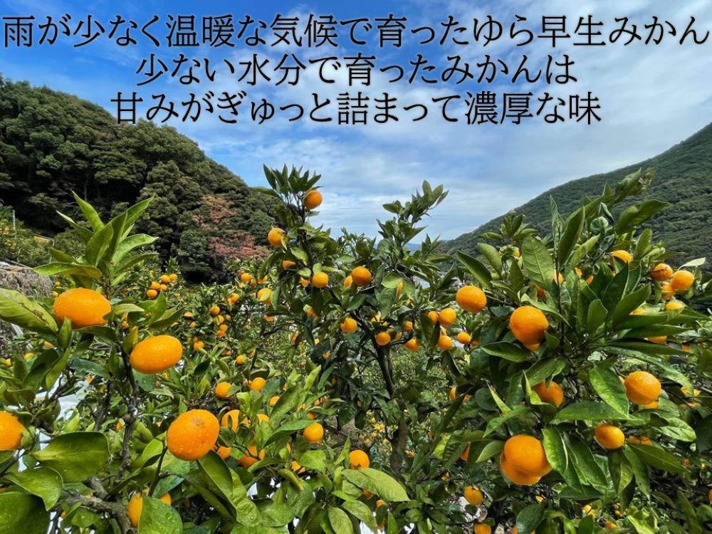 予約発売桜様専用　和歌山県産ゆら早生みかん　赤秀S 10kg、5kg 果物