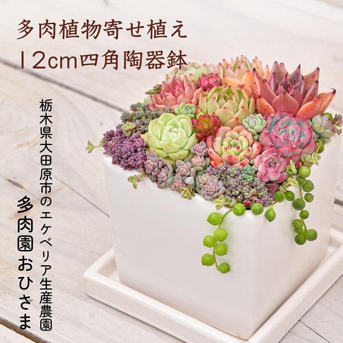 【多肉植物】寄せ植え直径12cm四角陶器鉢