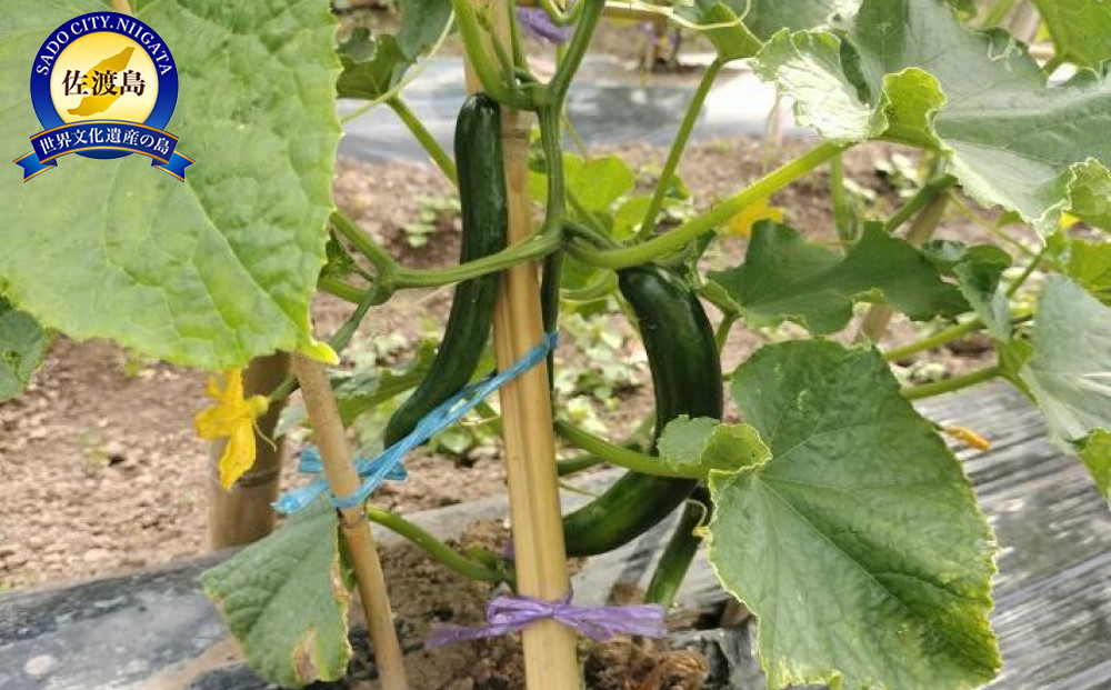 【きゅうり】新潟佐渡産きゅうり10ｋｇ　