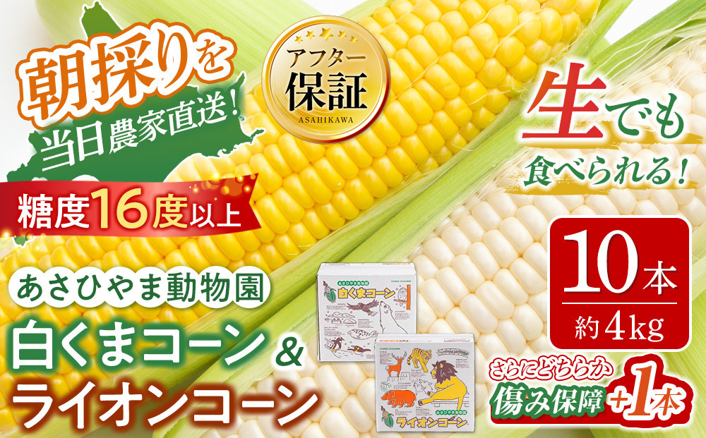 【26年発送先行予約】朝採りとうもろこしMIX10本&nbsp;4kg&nbsp;あさひやま動物園&nbsp;白くまコーンとライオンコーンのミックス（2026年8月中旬から発送開始予定）【&nbsp;とうもろこし&nbsp;人気&nbsp;北海道&nbsp;糖度&nbsp;野菜&nbsp;白いとうもろこし&nbsp;白いスイートコーン&nbsp;産地直送&nbsp;ホワイトレディ&nbsp;ゴールドラッシュ&nbsp;コーン&nbsp;玉蜀黍&nbsp;旬&nbsp;お取り寄せ&nbsp;旭川市&nbsp;北海道&nbsp;】_02157