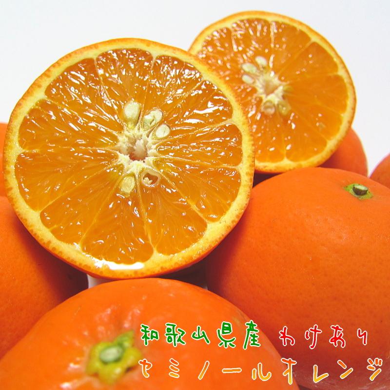 【訳あり】セミノールオレンジ 約7.5kg【農家直送】【先行予約】【和歌山県産】【訳あり】【2025年4月上旬～4月下旬発送】