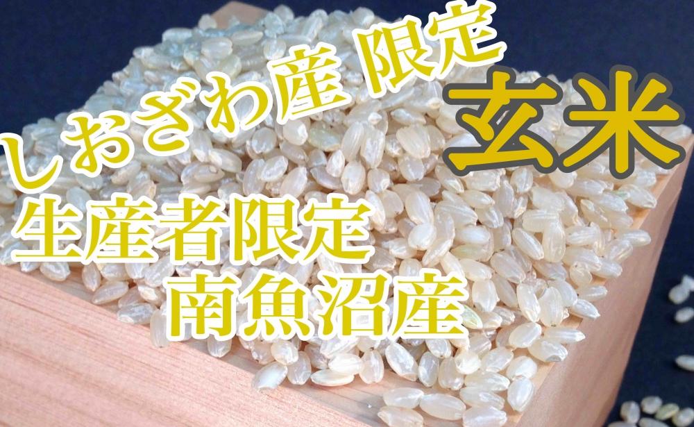 定期便10kg×12ヶ月】玄米 しおざわ産限定 生産者限定 南魚沼産