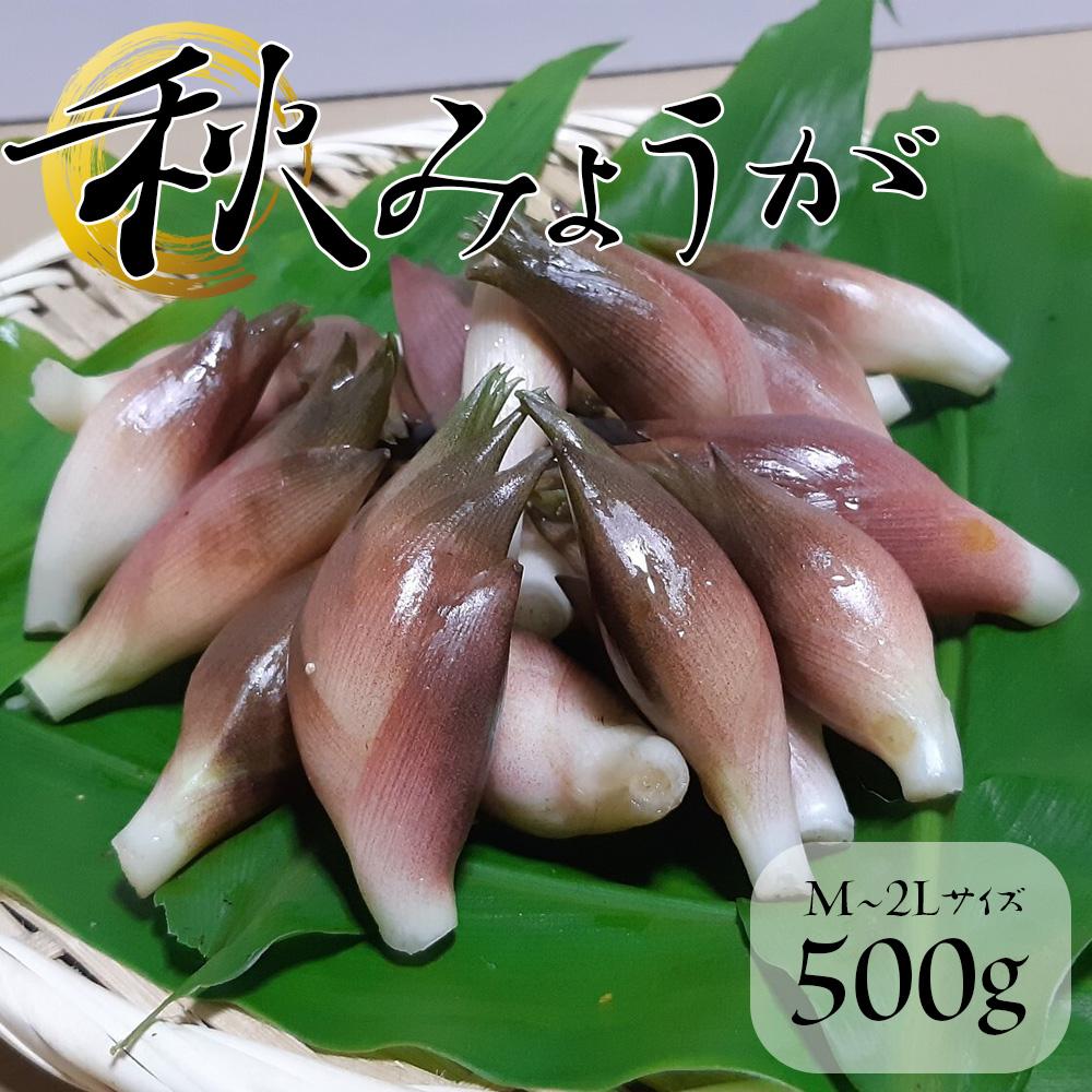 みょうが 500g - 野菜