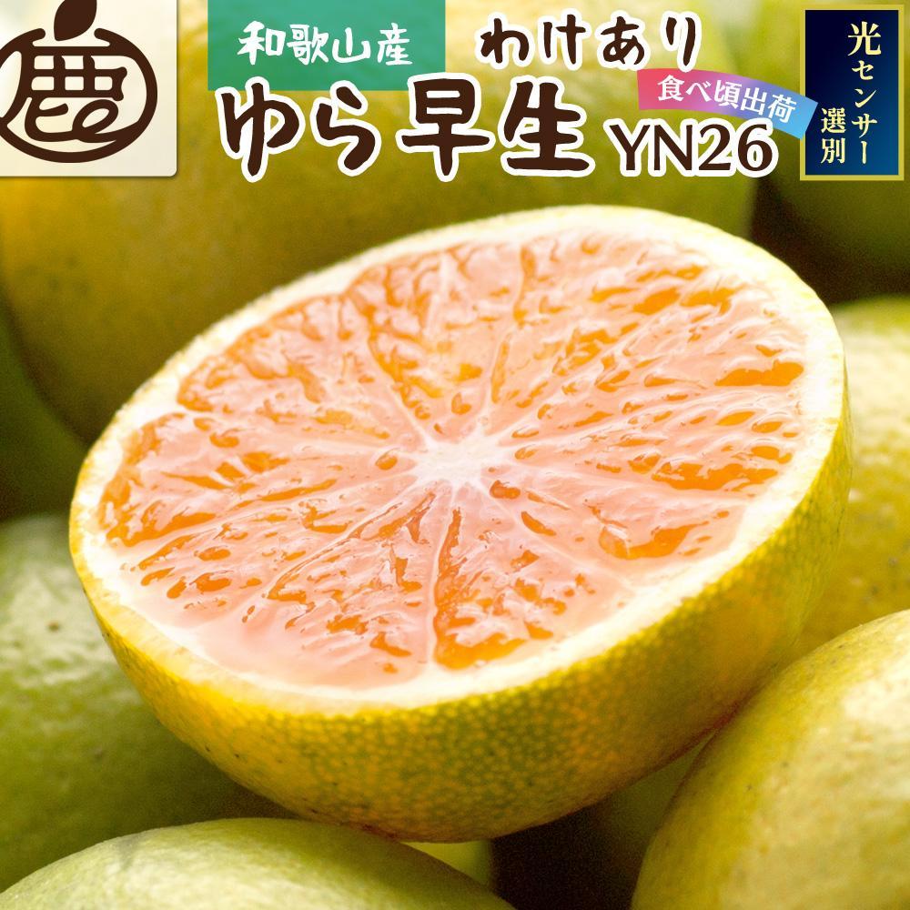 家庭用 極早生有田みかん3kg+90g（傷み補償分）YN26 ゆら早生 訳あり＜2024年9月より発送＞