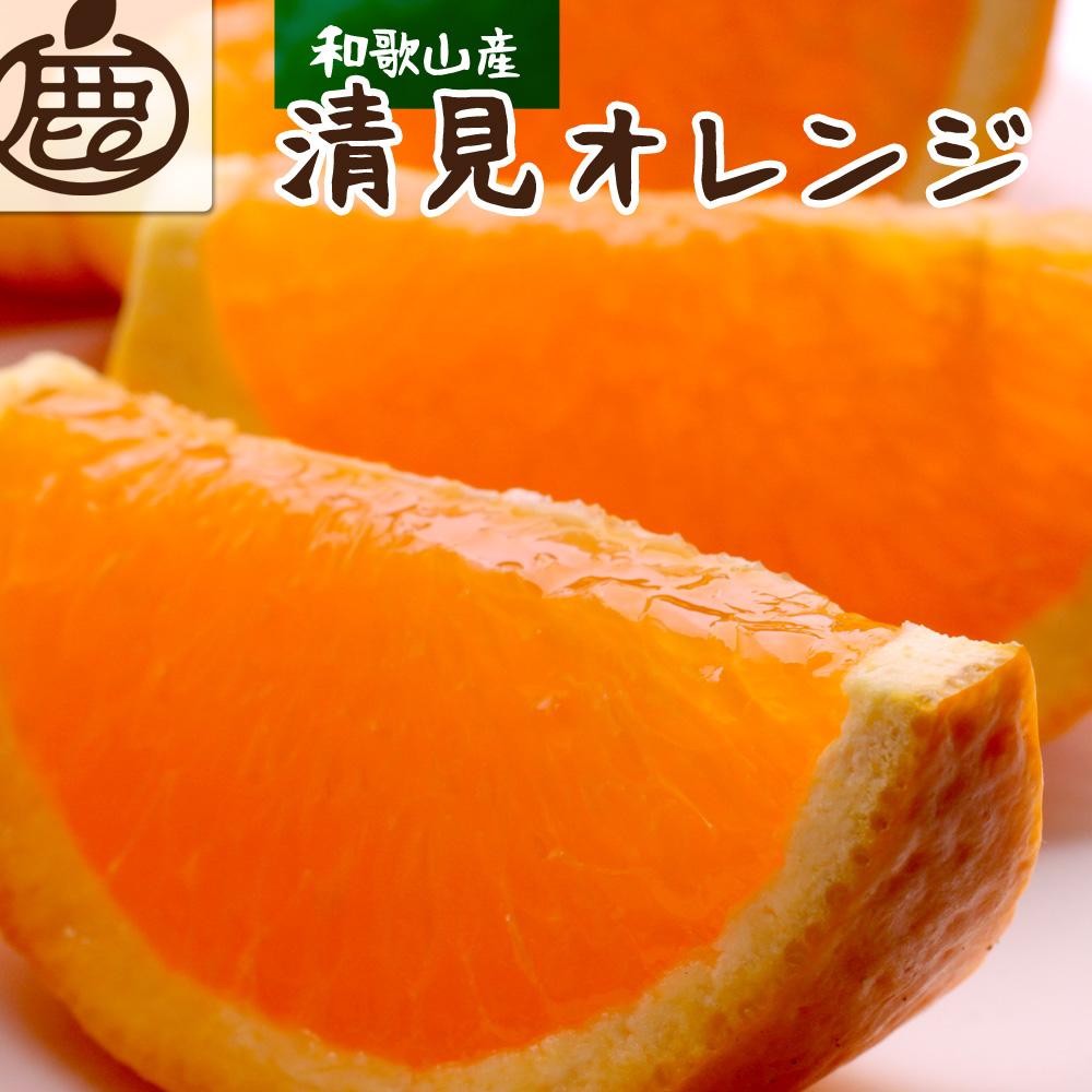 ＜2月より発送＞厳選 清見オレンジ1.5kg+45g（傷み補償分）【光センサー食頃出荷】【樹上完熟きよみオレンジ・清見タンゴール・清美】