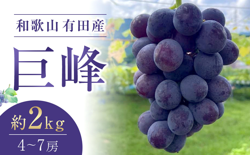 先行予約&nbsp;和歌山&nbsp;有田産&nbsp;巨峰&nbsp;約2kg&nbsp;4〜7房&nbsp;ぶどう&nbsp;フルーツ&nbsp;果物［2026年8月下旬以降発送］