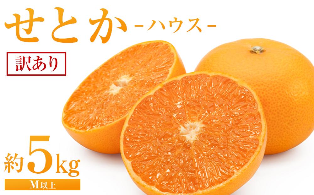せとか（ハウス）約5kg（М以上）家庭用【2026年3月から発送】