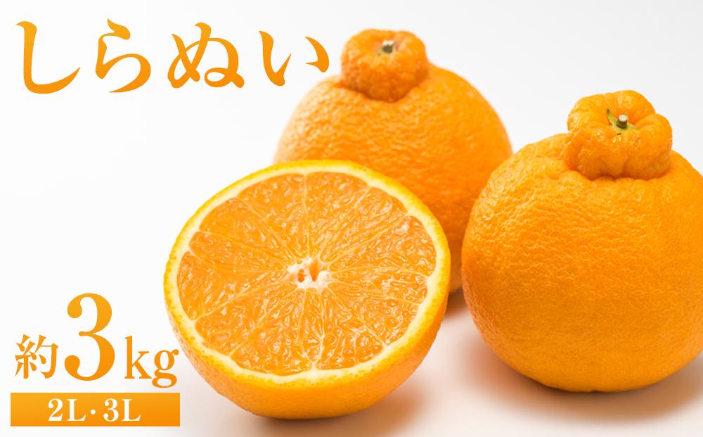 しらぬい&nbsp;約3kg（2L・3L）【&nbsp;2026年2月下旬から発送】【不知火&nbsp;柑橘&nbsp;フルーツ&nbsp;果物&nbsp;くだもの&nbsp;食品&nbsp;人気&nbsp;おすすめ&nbsp;広島県&nbsp;尾道市】