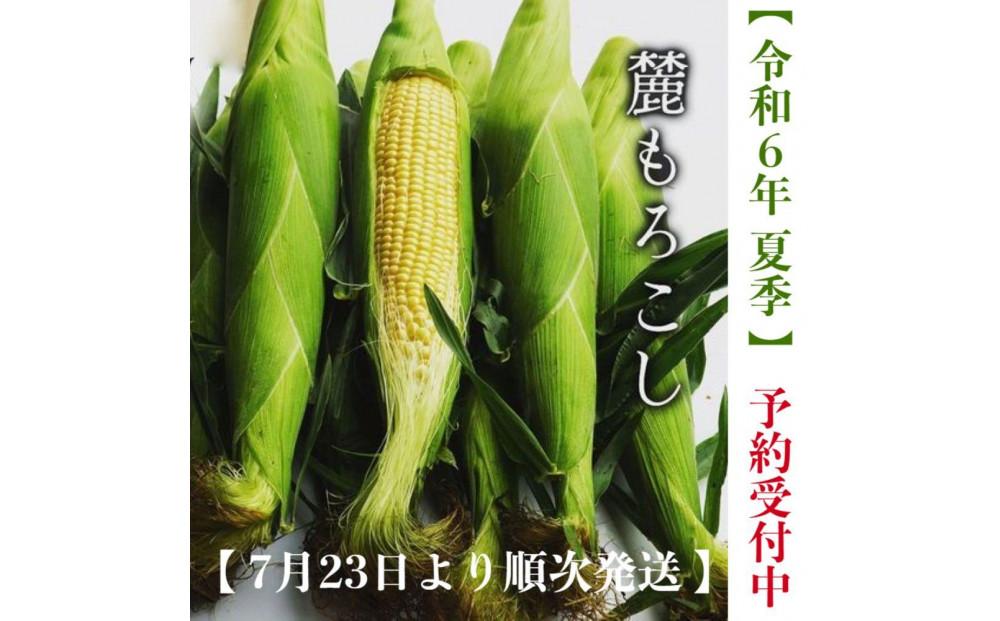 【予約受付中】衝撃の甘さ！朝採りとうもろこし「麓もろこし 」2Lサイズ 12～14本