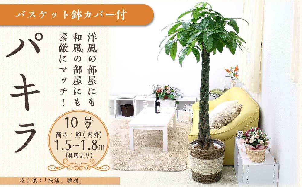 【観葉植物】パキラ 10号 ストライプバスケット鉢カバー 土の表面:ウッドチップ【観葉植物 植物 鉢付 インテリア 部屋 室内 オフィス 癒し エコ グリーン マイナスイオン リラックス オシャレ おしゃれ ギフト プレゼント 贈り物 人気 おすすめ  福岡県筑前町 送料無料 AG010】