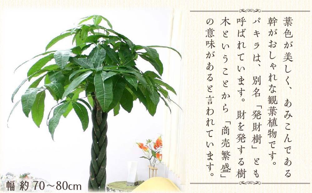 観葉植物】パキラ 10号 ストライプバスケット鉢カバー 土の表面:ウッドチップ【観葉植物 植物 鉢付 インテリア 部屋 室内 オフィス 癒し エコ  グリーン マイナスイオン リラックス オシャレ おしゃれ ギフト プレゼント 贈り物 人気 おすすめ 福岡県筑前町 送料無料 AG010 ...