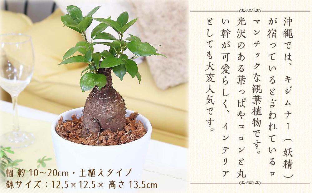 【観葉植物】幸せを見守る樹 ガジュマル 5号 ホワイト陶器鉢 丸ロング 土の表面:ウッドチップ ｜観葉植物 インテリア 部屋 おしゃれ 福岡県筑前町  送料無料