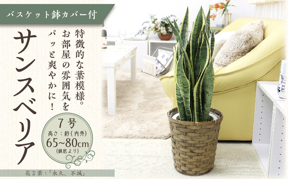 サンスベリア 7号 バスケット鉢カバー 土の表面:ウッドチップ【観葉植物 植物 サンスベリア 7号 バスケット 鉢付 インテリア 部屋 室内 オフィス 癒し エコ グリーン マイナスイオン リラックス オシャレ おしゃれ ギフト プレゼント 贈り物 人気 おすすめ  福岡県筑前町 送料無料 AG019】