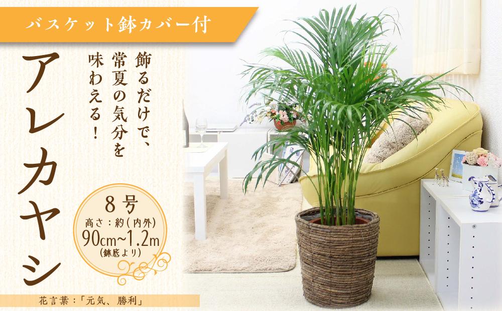 【観葉植物】アレカヤシ 8号 ブラウンバスケット鉢カバー 土の表面:ウッドチップ ｜観葉植物 インテリア 部屋 おしゃれ 福岡県筑前町 送料無料