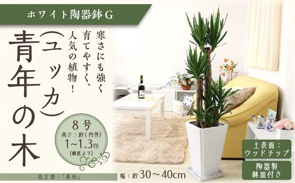 【観葉植物】青年の木(ユッカ) 8号 ホワイト陶器鉢G 土の表面：ウッドチップ ｜観葉植物 インテリア 部屋 おしゃれ 福岡県筑前町 送料無料