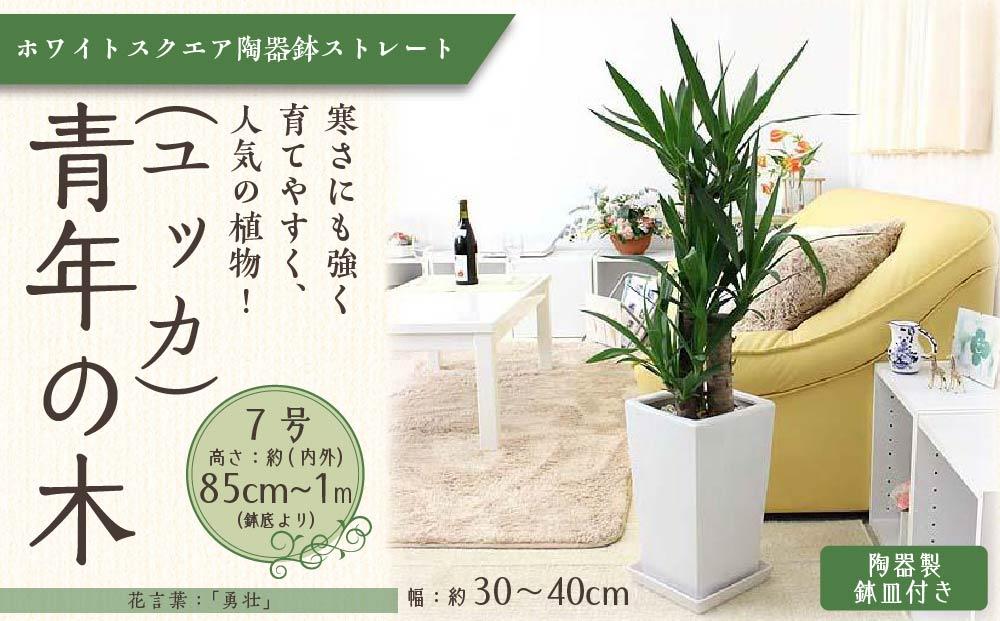 【観葉植物】青年の木(ユッカ) 7号 ホワイトスクエア陶器鉢 ストレート ｜観葉植物 インテリア 部屋 おしゃれ 福岡県筑前町 送料無料