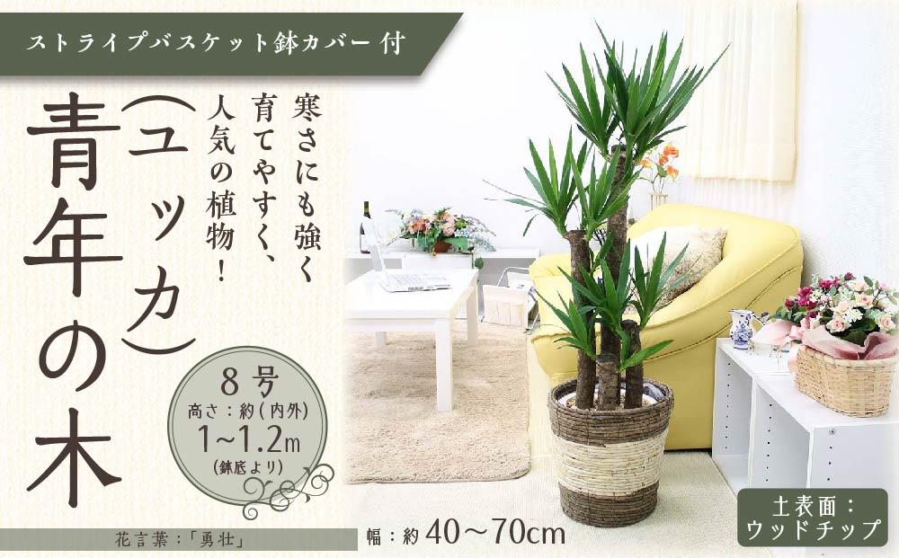 【観葉植物】青年の木（ユッカ） 8号 ストライプバスケット鉢カバー 土の表面：ウッドチップ ｜観葉植物 インテリア 部屋 おしゃれ 福岡県筑前町 送料無料