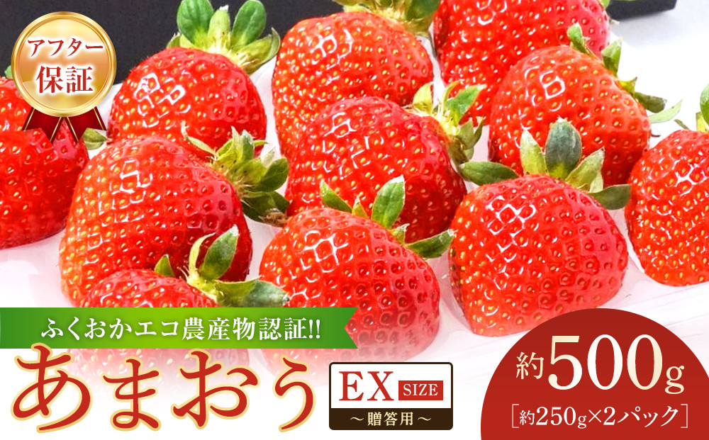 ふくおかエコ農産物認証!!&nbsp;あまおうEXサイズ&nbsp;贈答用&nbsp;約500g（約250×2パック）【&nbsp;いちご&nbsp;苺&nbsp;イチゴ&nbsp;フルーツ&nbsp;果物&nbsp;福岡県産&nbsp;あまおう&nbsp;大粒&nbsp;贈答用&nbsp;ギフト&nbsp;プレゼント&nbsp;人気&nbsp;あまおう&nbsp;認証あまおう&nbsp;福岡県あまおう&nbsp;福岡県&nbsp;筑前町&nbsp;送料無料&nbsp;DG002】