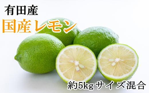 有田産の安心国産レモン約5kg （サイズ混合）★2024年10月下旬頃より順次発送【TM15】