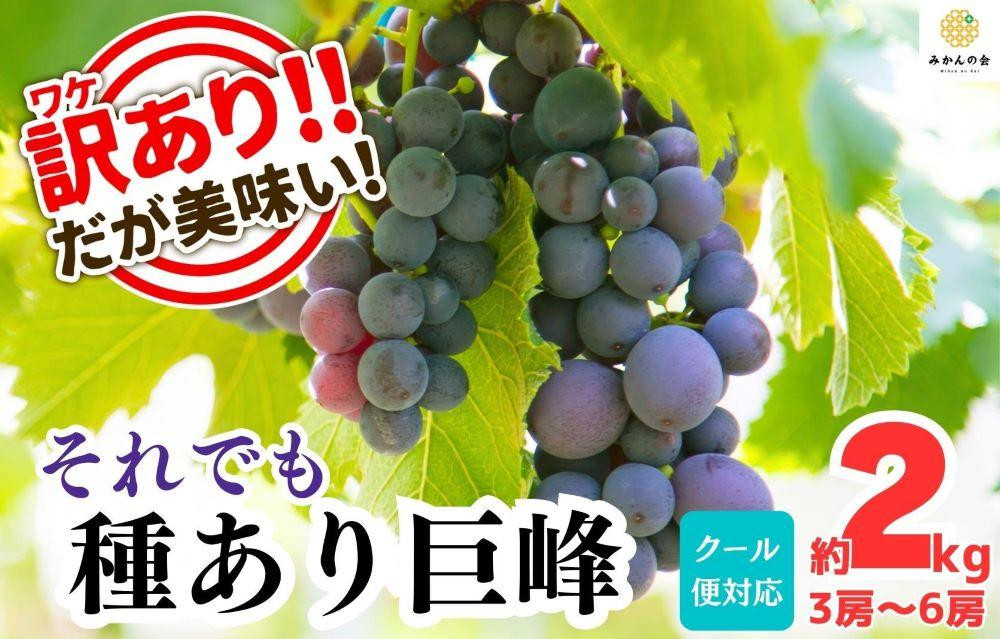 訳あり&nbsp;それでも&nbsp;巨峰&nbsp;&nbsp;2kg&nbsp;(&nbsp;3房&nbsp;～&nbsp;6房&nbsp;)&nbsp;和歌山県産&nbsp;&nbsp;【みかんの会】