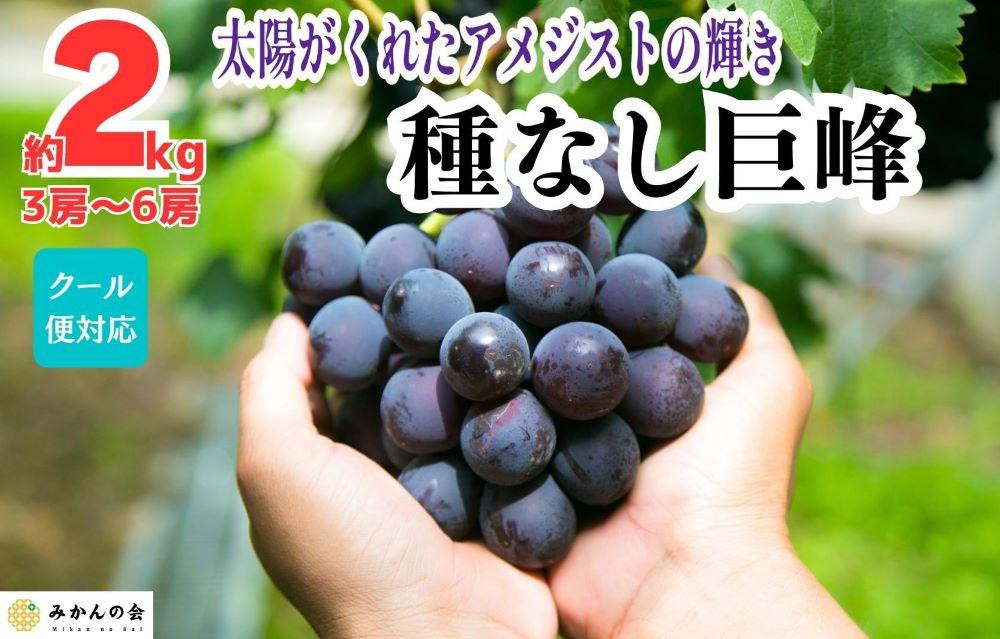巨峰&nbsp;種なし&nbsp;有田巨峰村の巨峰&nbsp;2kg(&nbsp;3房&nbsp;～&nbsp;6房&nbsp;)&nbsp;和歌山県産&nbsp;【みかんの会】