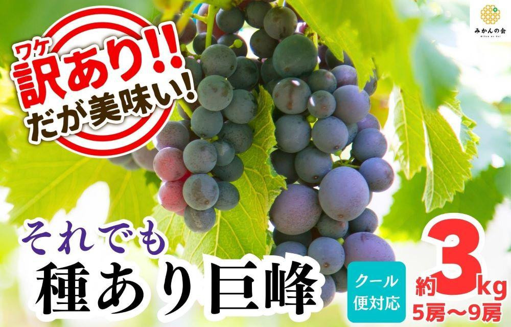 訳あり&nbsp;それでも&nbsp;巨峰&nbsp;&nbsp;3kg&nbsp;(&nbsp;5房&nbsp;～&nbsp;9房&nbsp;)&nbsp;和歌山県産&nbsp;&nbsp;【みかんの会】