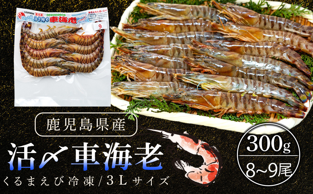 活き〆冷凍車海老　300g（3Lサイズ）9尾入り【エビ えび 海老 車海老 くるまえび クルマエビ 冷凍 活き 新鮮 急速冷凍 海産物 天ぷら 塩焼 バーベキュー 国産 ギフト 真空パック 真空 養殖 九州産 鹿児島県 種子島 中種子町 ふるさと納税 送料無料 BF003】