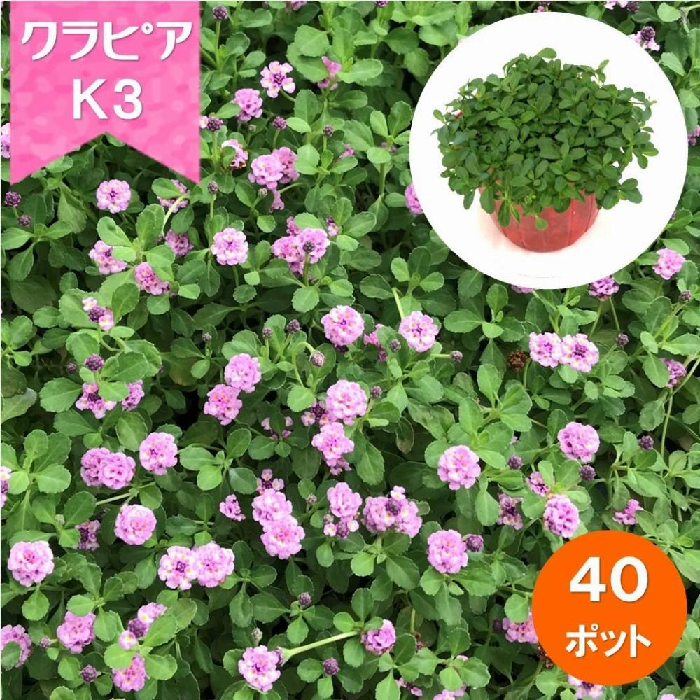 グランドカバー植物「クラピアK3」ポット苗　40ポットセット【ポイント交換専用】