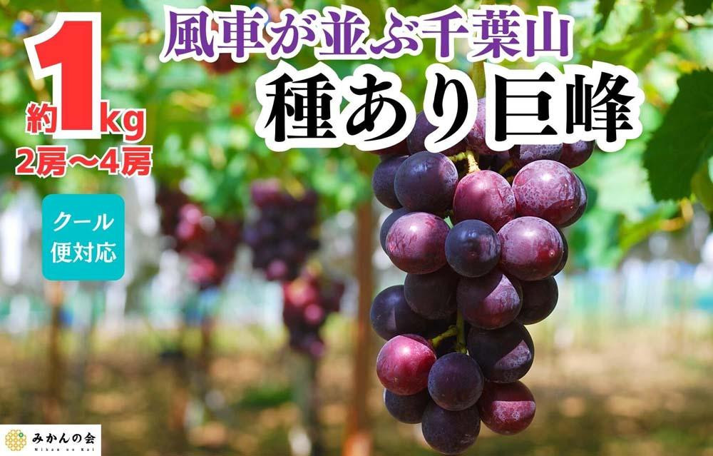 ぶどう&nbsp;巨峰&nbsp;種あり&nbsp;1kg&nbsp;2～4房&nbsp;和歌山県産&nbsp;クール便対応&nbsp;【みかんの会】