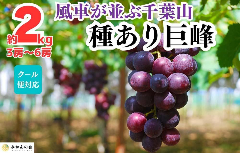 ぶどう&nbsp;巨峰&nbsp;種あり&nbsp;2kg&nbsp;3～6房&nbsp;和歌山県産&nbsp;クール便対応&nbsp;【みかんの会】