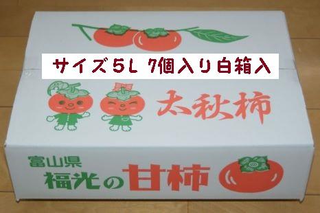 甘柿　太秋柿5L×7個入（2.53kg以上） 白箱入り【2024年10月20日以降発送】