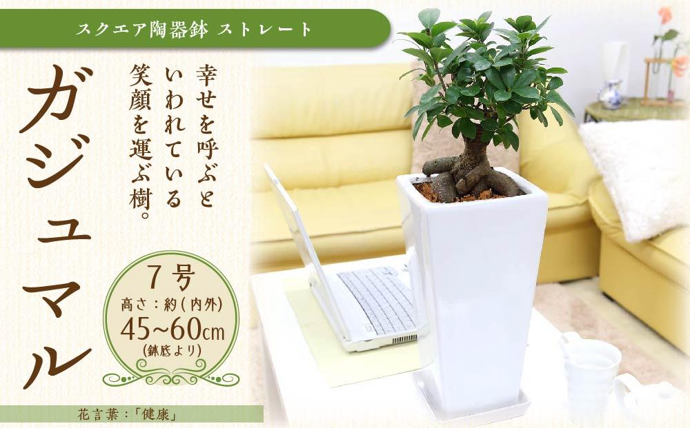 【観葉植物】幸せを見守る樹 ガジュマル 7号 スクエア陶器鉢 ストレート 高さ:約45cm～60cm内外 ｜観葉植物 インテリア 部屋 おしゃれ  福岡県筑前町 送料無料