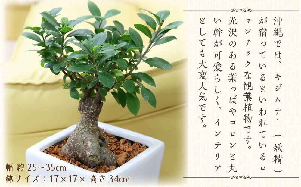 観葉植物】幸せを見守る樹 ガジュマル 7号 スクエア陶器鉢 ストレート