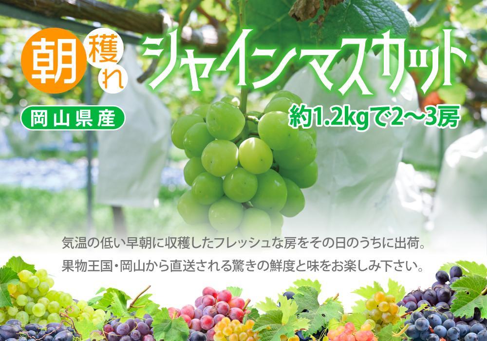岡山県産シャインマスカット約1.2kg（2～3房） | JTBのふるさと納税
