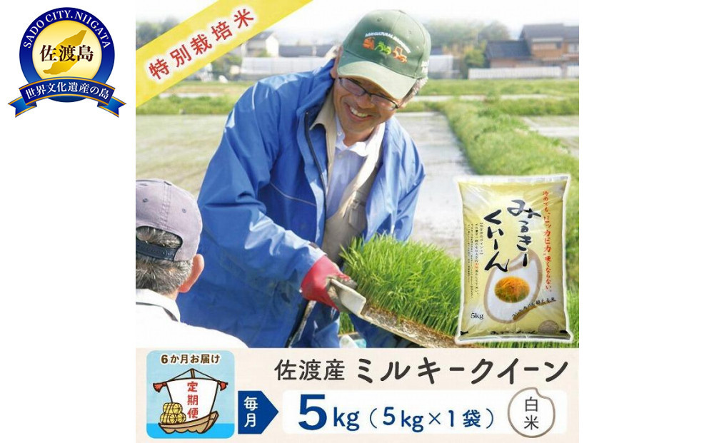 【新米予約&nbsp;6か月定期便】佐渡島産ミルキークイーン&nbsp;白米5Kg&nbsp;令和7年&nbsp;特別栽培米