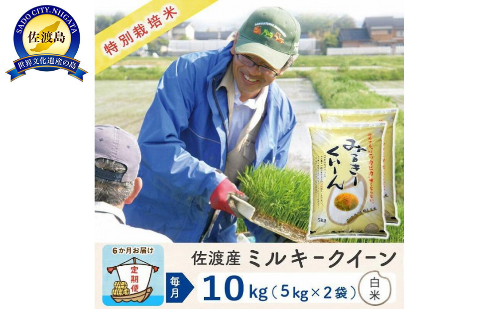 【新米予約&nbsp;6か月定期便】佐渡島産ミルキークイーン&nbsp;白米10Kg&nbsp;令和7年&nbsp;特別栽培米