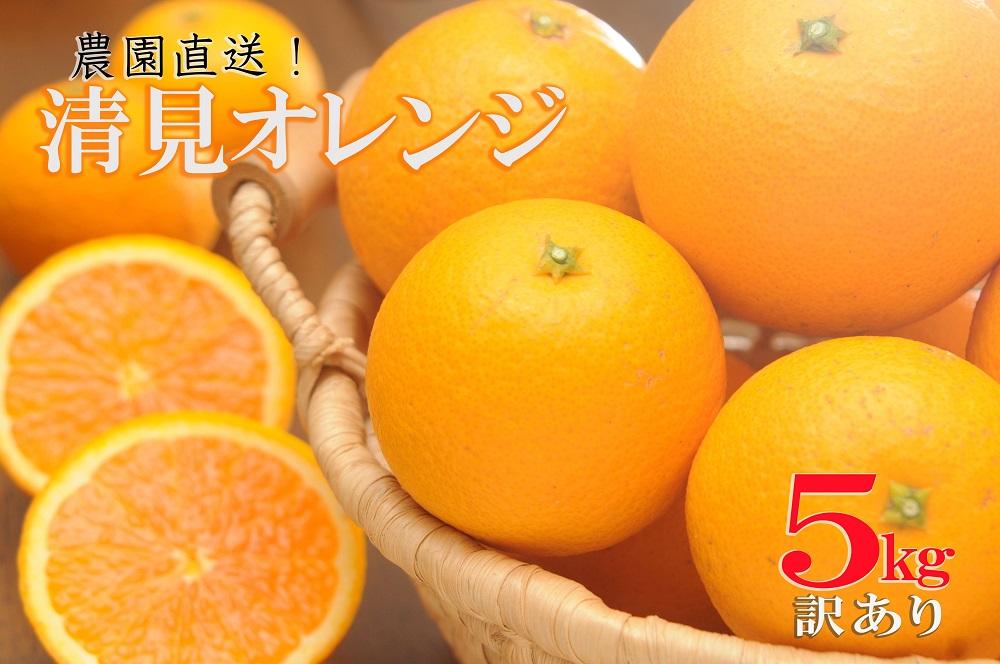 清見オレンジ 5kg（大小混合）《ご家庭用》ちょっと訳あり【北海道・沖縄県・一部離島 配送不可】