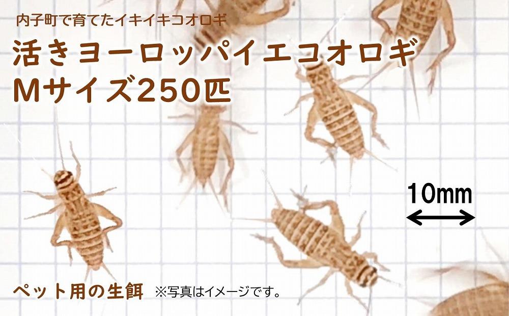 活きヨーロッパイエコオロギ Mサイズ250匹【北海道・東北・関東・沖縄・離島配送不可】【コオロギ 生餌 こおろぎ ペット用 こおろぎ 爬虫類ペット  コオロギ エサ 活きコオロギ ペット用 ペット用品 餌 人気 愛媛 内子町 送料無料】 | JTBのふるさと納税サイト [ふるぽ]