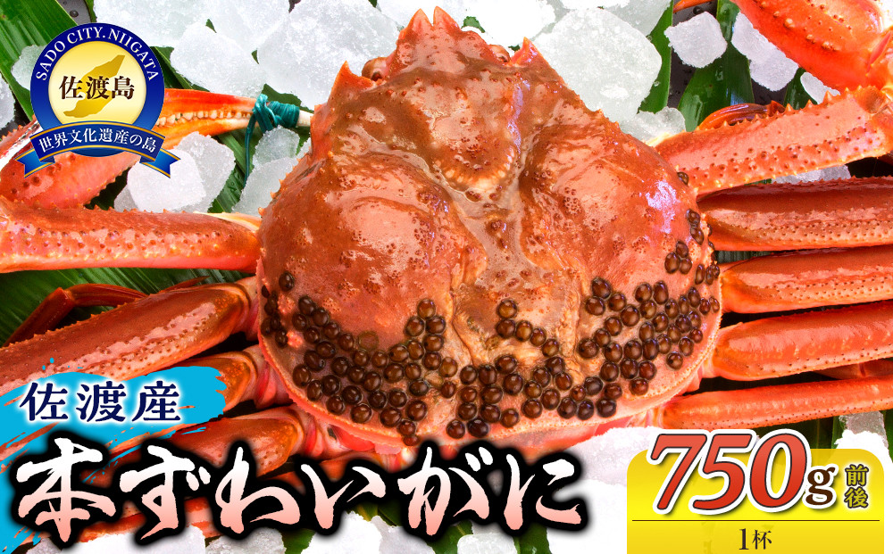佐渡産 本ずわいがに 750g前後 1杯