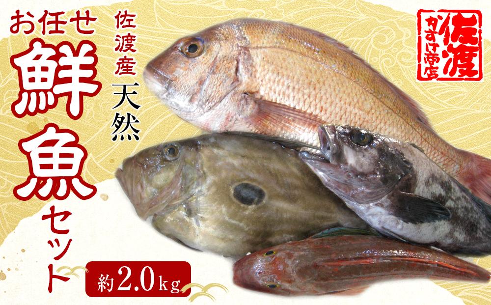 佐渡産 天然お任せ鮮魚セット 2kg
