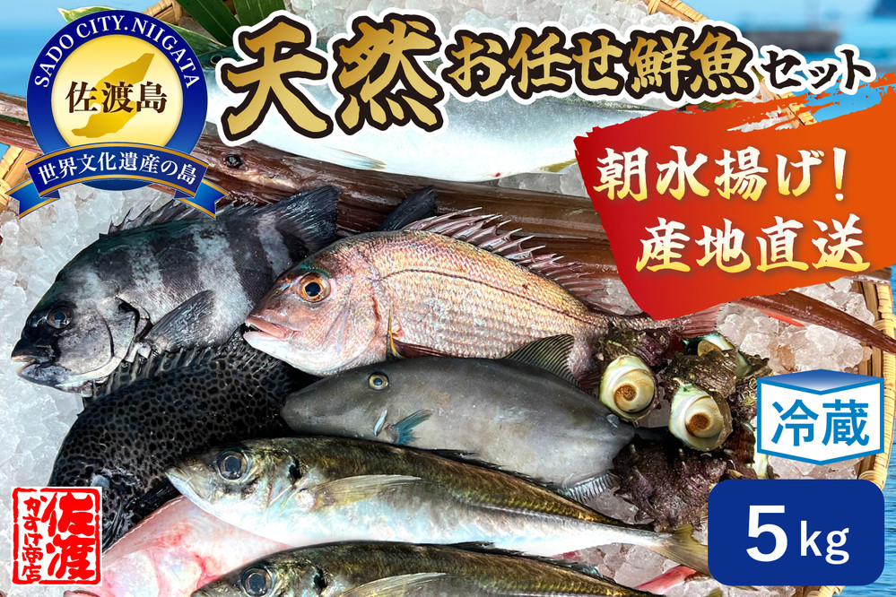 佐渡産 天然お任せ鮮魚セット 5kg