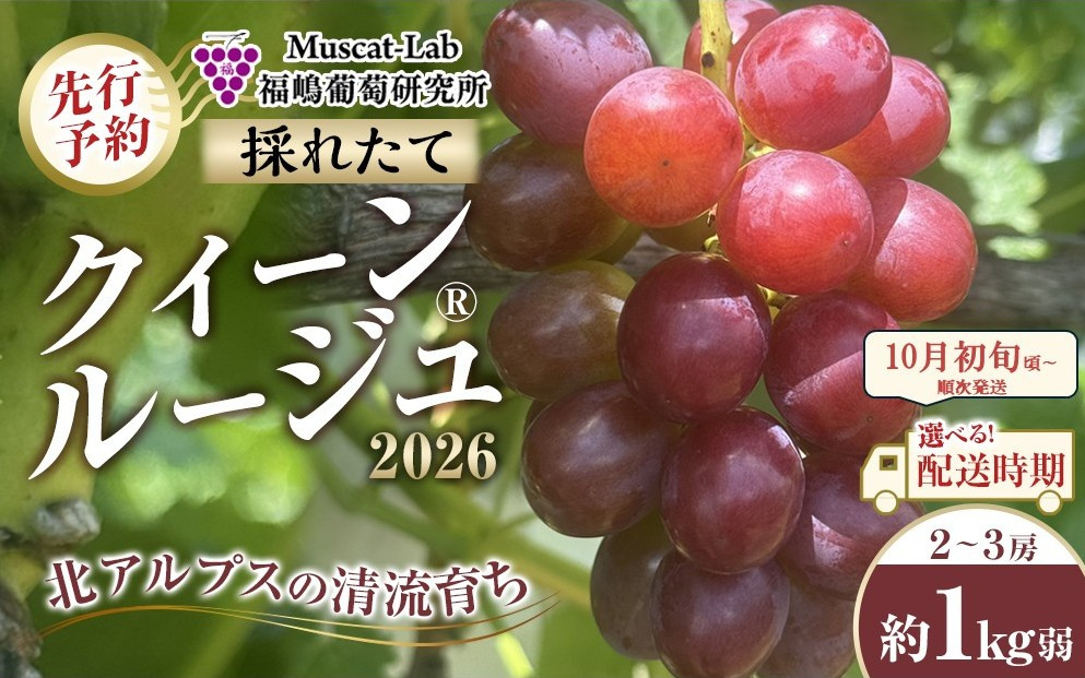 【先行予約】A　2026&nbsp;&nbsp;クイーンルージュ®　2房～3房　約1kg弱【2026年10月初旬頃～順次発送予定】　長野県産　国際特許有機肥料栽培