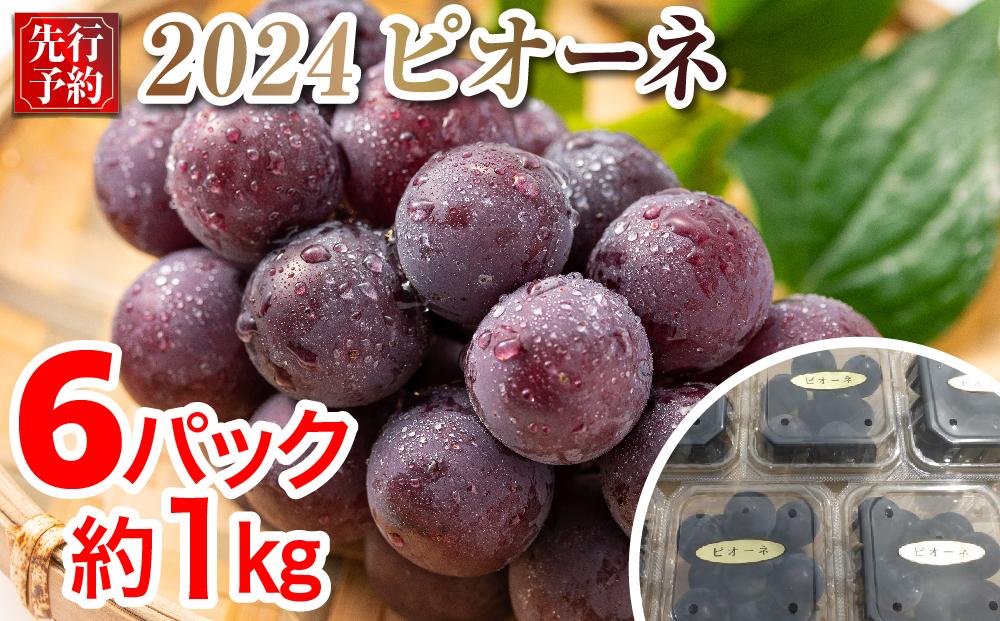 2024 P ピオーネ　粒採り6パック　中粒小粒　約1キロ　【9月中旬頃～順次発送予定】　長野県産　国際特許有機肥料栽培