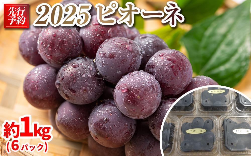 【先行予約】2025　P　ピオーネ　粒採り6パック　約1キロ　【10月初旬頃～順次発送予定】　長野県産　国際特許有機肥料栽培